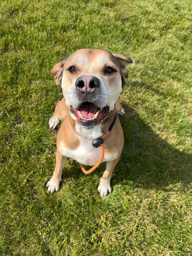 Enlarge PHILO, a Adoptable mixed breed in Wintersville, OH image 4/6