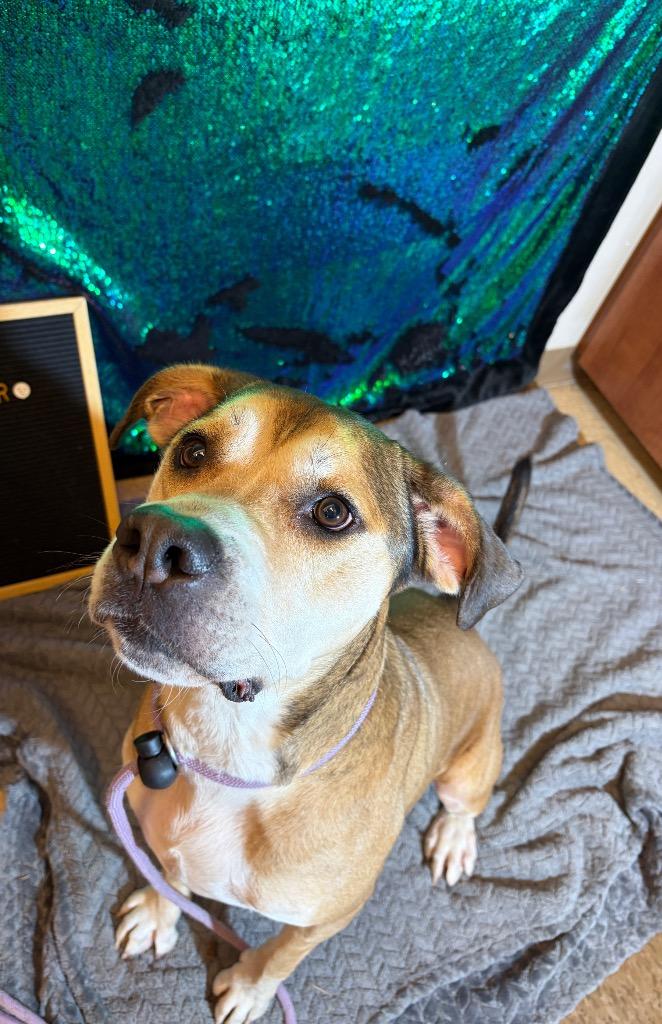 Enlarge PHILO, a Adoptable mixed breed in Wintersville, OH image 4/6