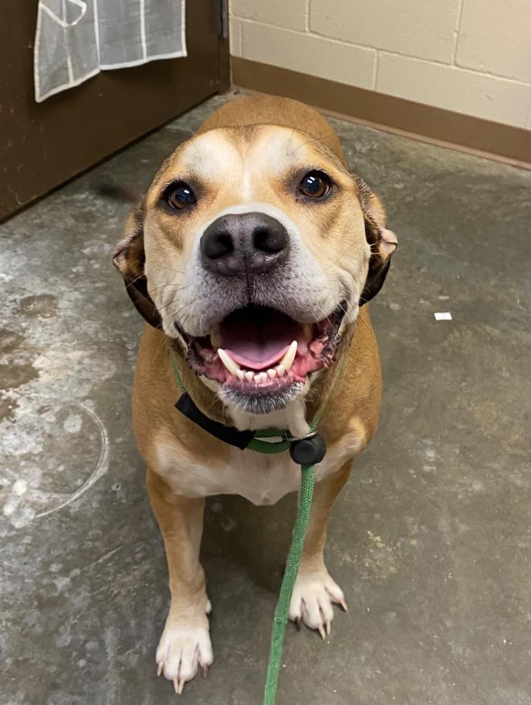 Enlarge PHILO, a Adoptable mixed breed in Wintersville, OH image 5/6