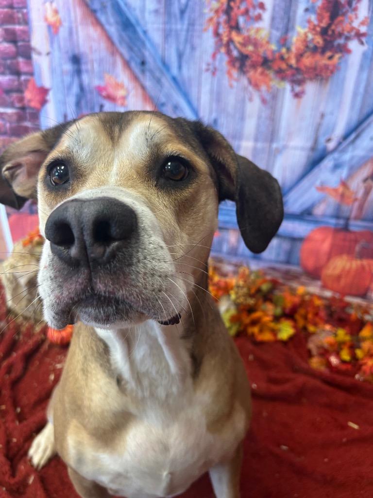 Enlarge PHILO, a Adoptable mixed breed in Wintersville, OH image 6/6