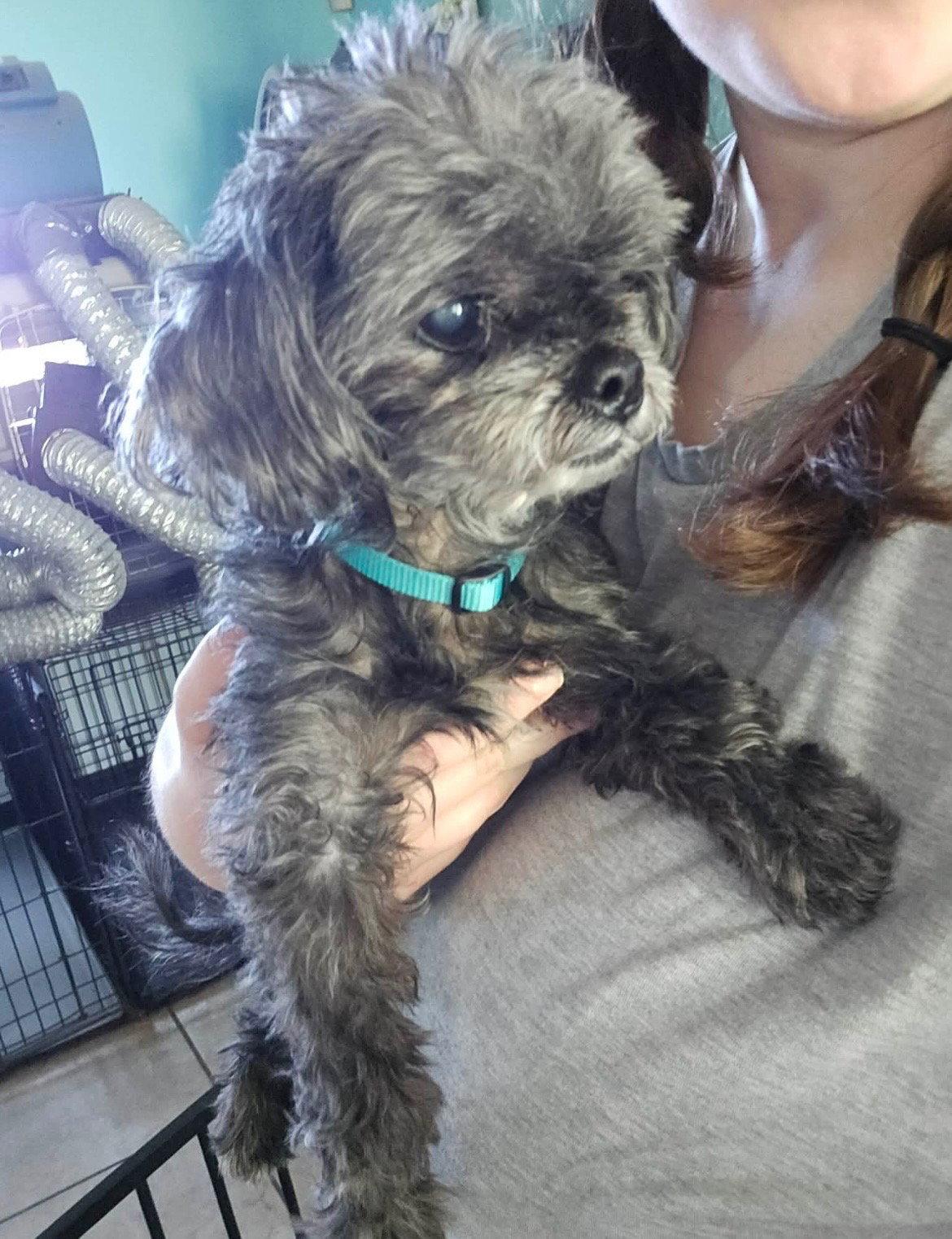 Dixie Belle, a Adopted Poodle in Mooresville, NC image 1/3