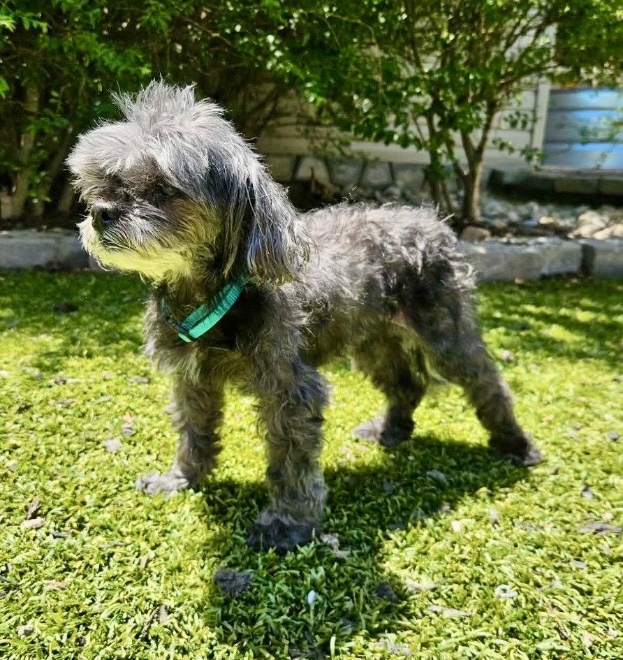 Dixie Belle, a Adopted Poodle in Mooresville, NC image 3/3