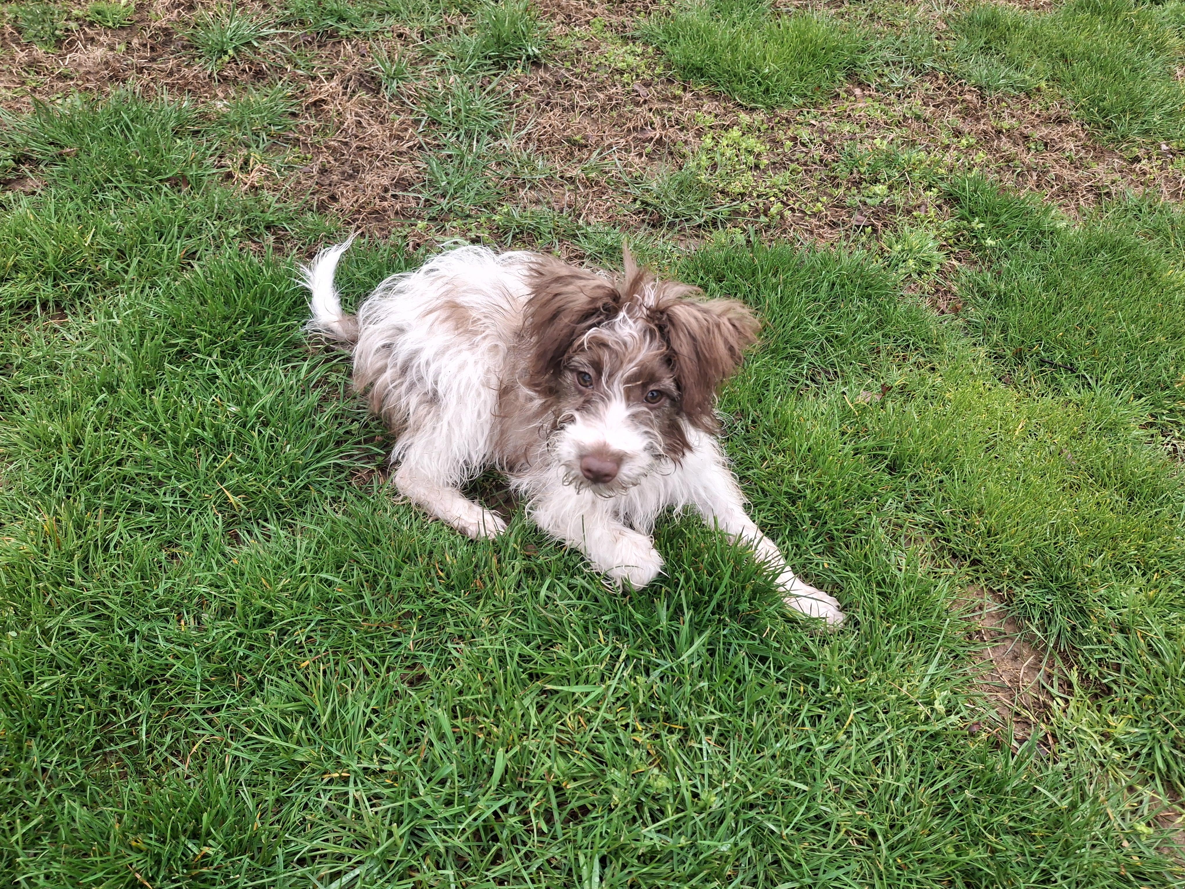 Enlarge Kali, an adopted mixed breed in Homer, MI image 6/6