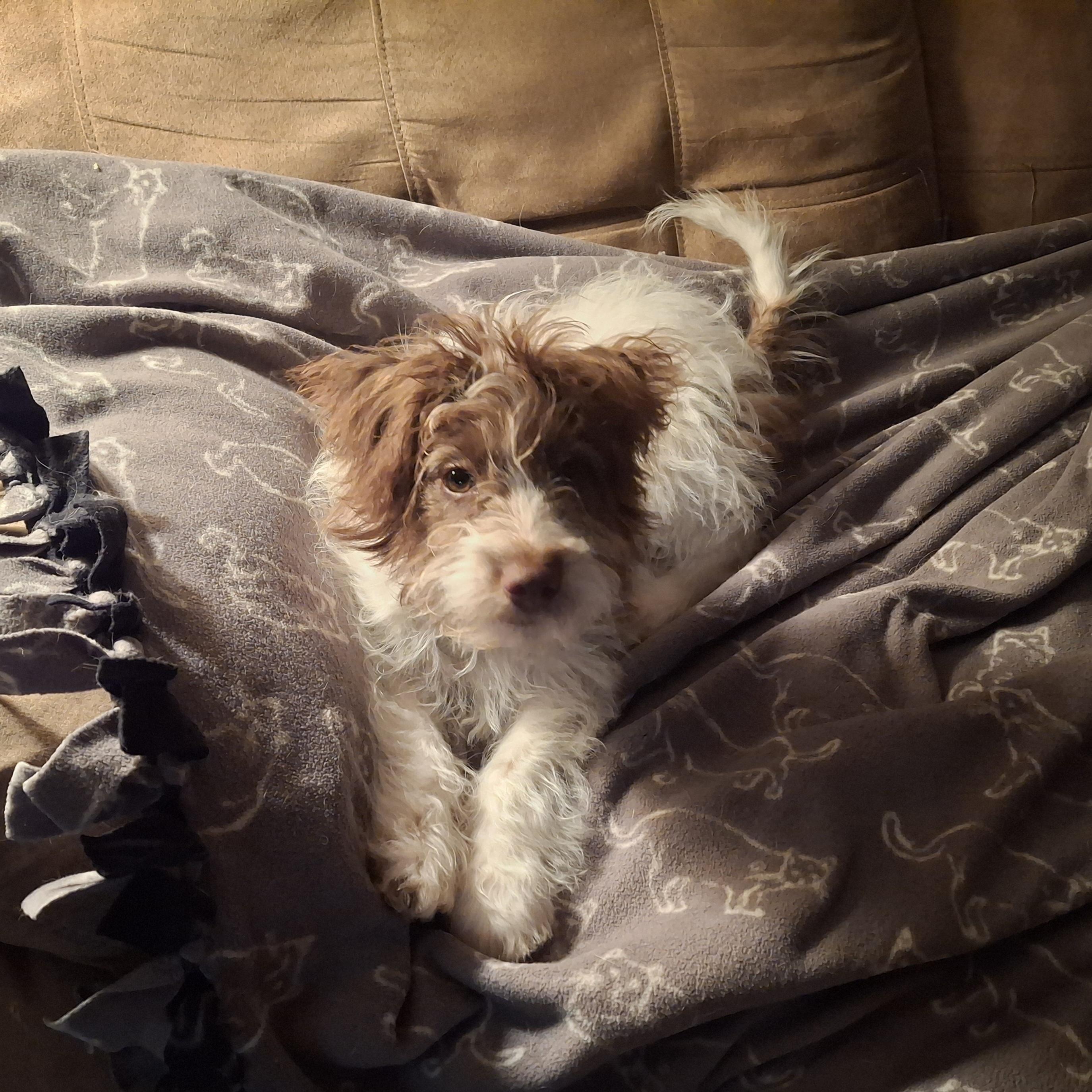 Enlarge Kali, an adopted mixed breed in Homer, MI image 2/6