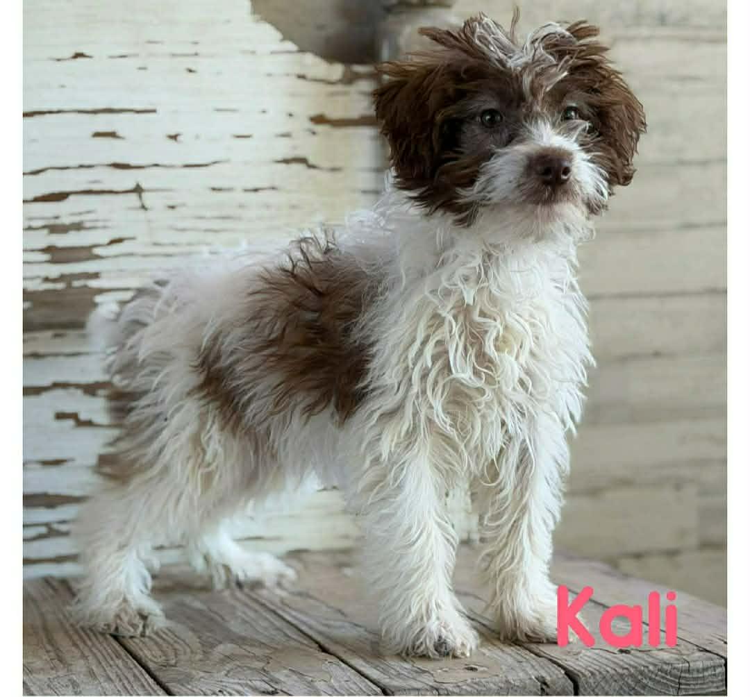 Kali, adopted, Puppy Female Poodle & Terrier.