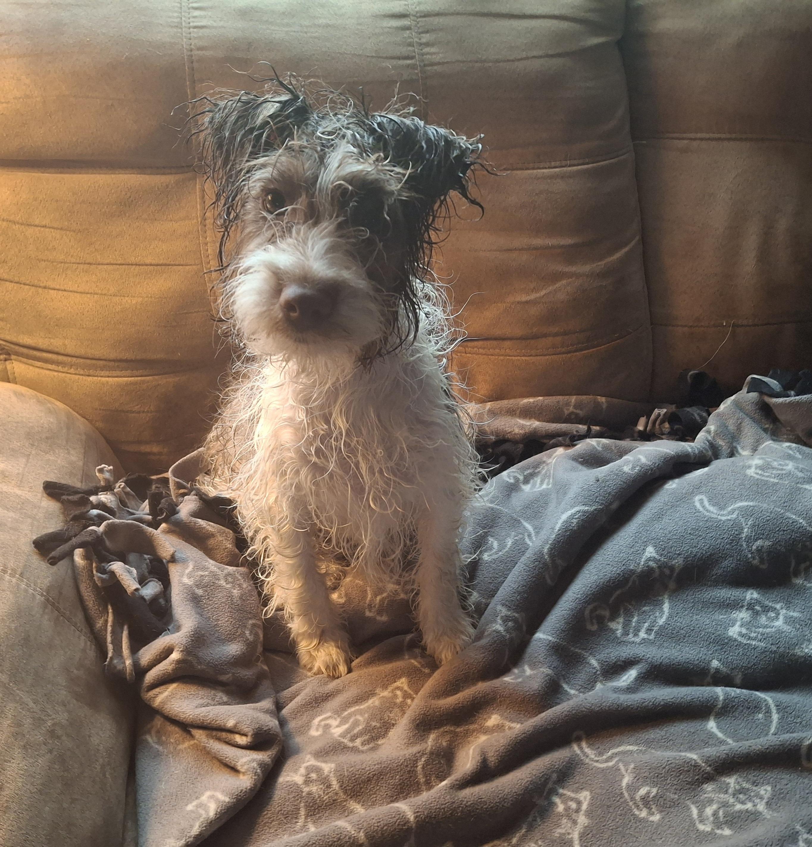 Enlarge Kali, an adopted mixed breed in Homer, MI image 3/6
