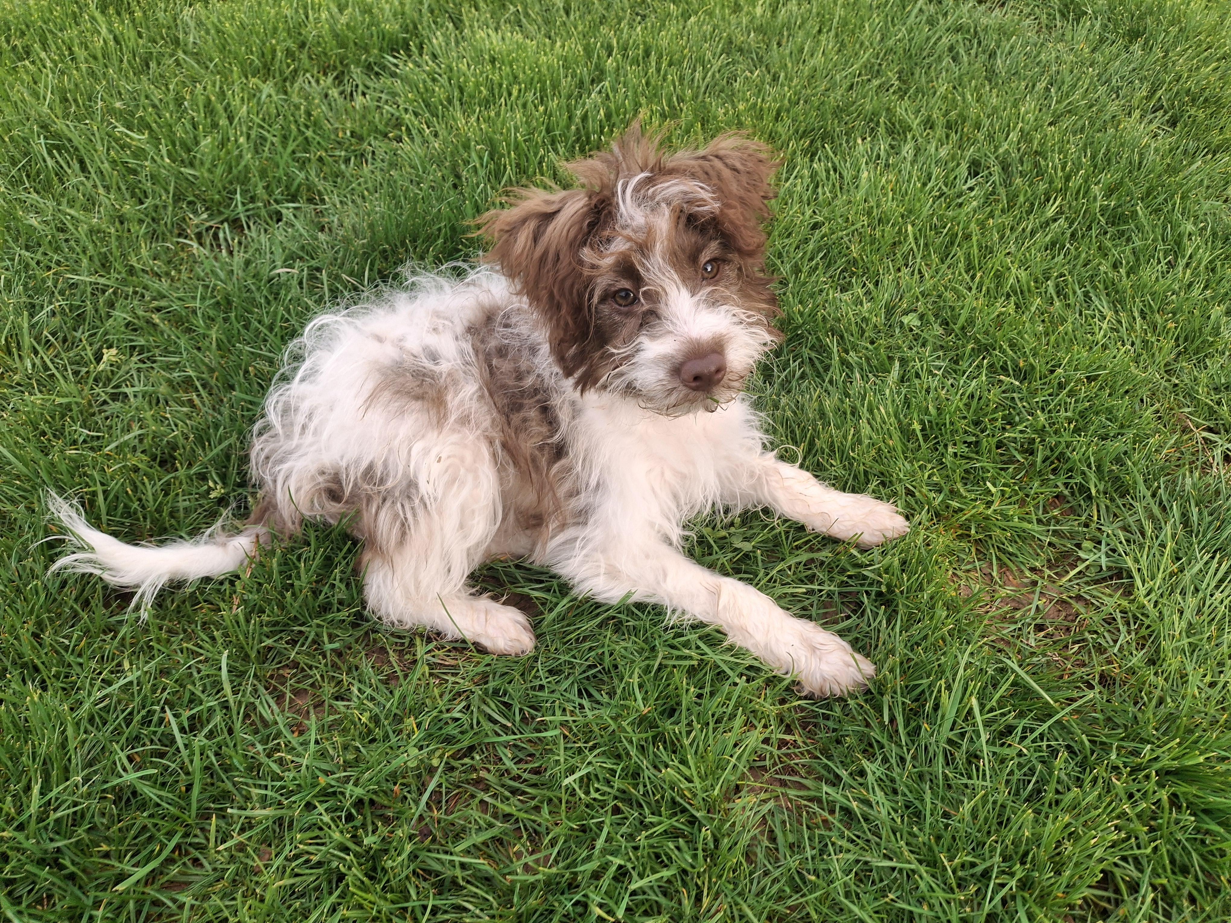 Enlarge Kali, an adopted mixed breed in Homer, MI image 5/6