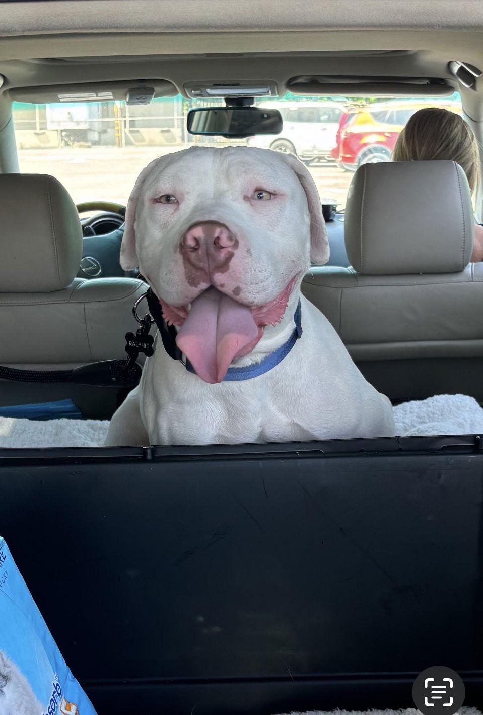 Enlarge Ralphie, a Adoptable mixed breed in San Diego, CA image 1/3