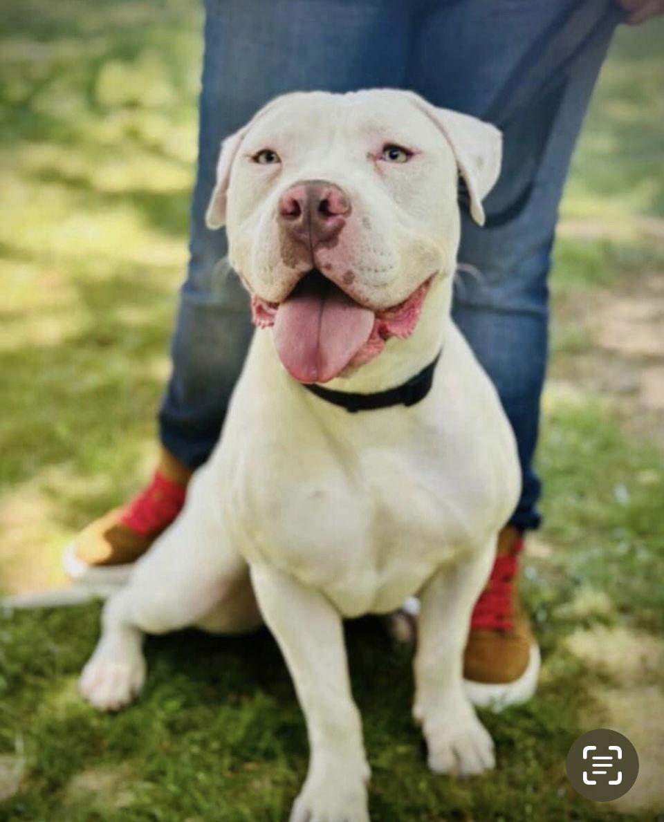 Enlarge Ralphie, a Adoptable mixed breed in San Diego, CA image 2/3