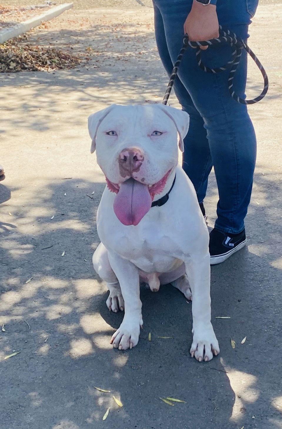 Enlarge Ralphie, a Adoptable mixed breed in San Diego, CA image 3/3