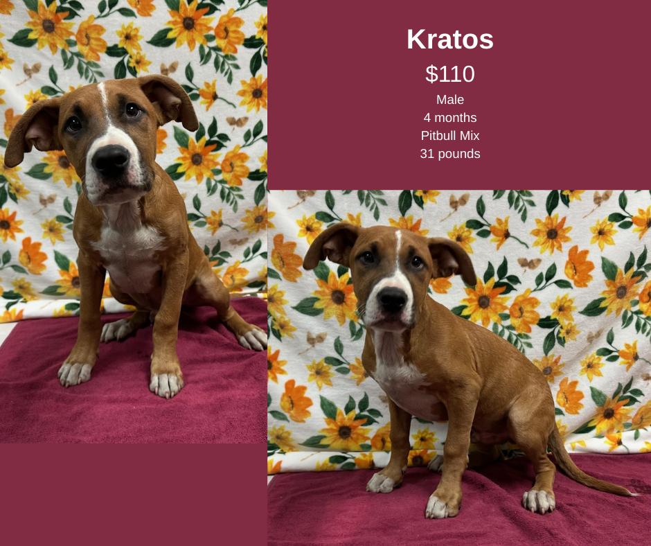 Enlarge Kratos, a Adoptable mixed breed in Decatur, AL image 1/1