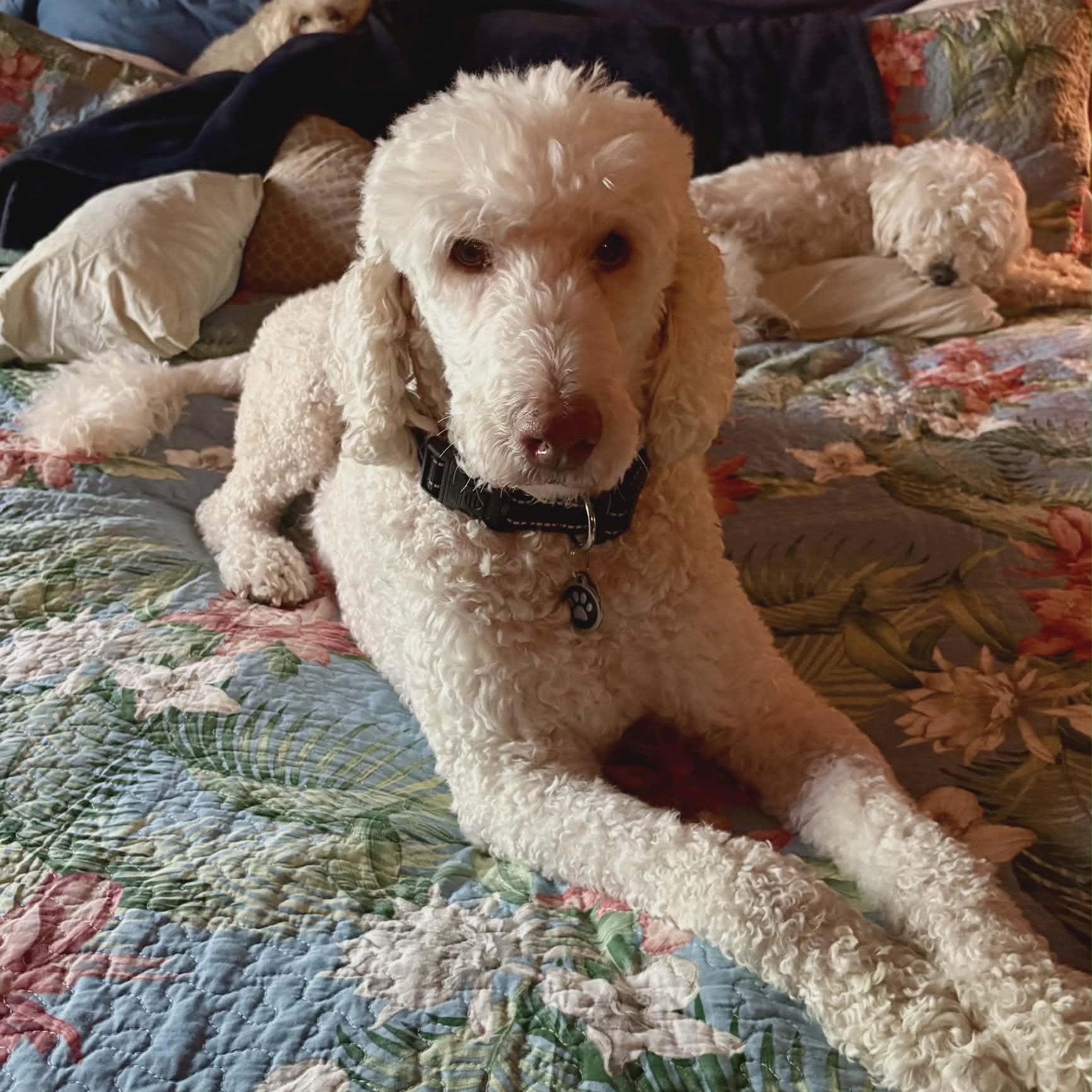 Dayton, a ADOPTABLE Goldendoodle in Lancaster, KY image 5/6