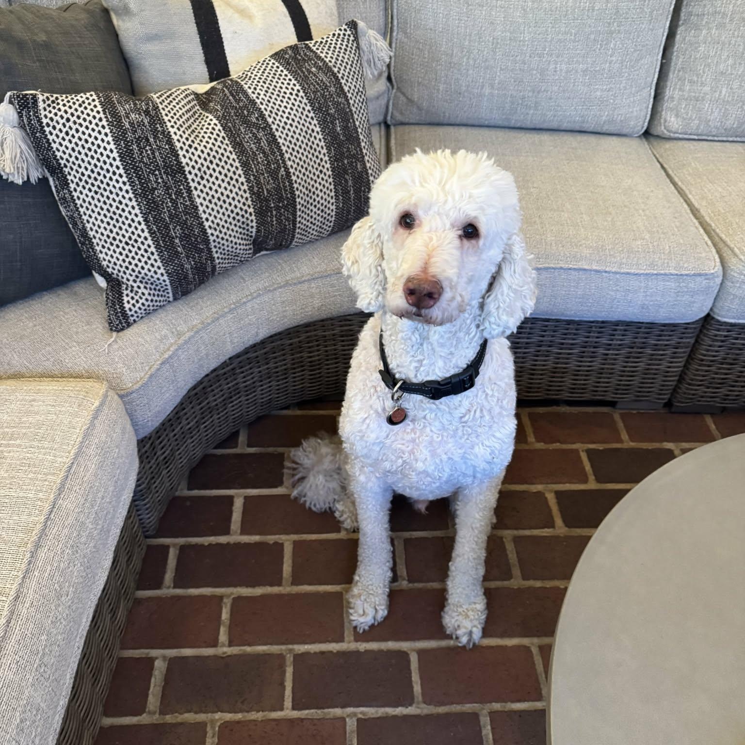 Dayton, a ADOPTABLE Goldendoodle in Lancaster, KY image 1/6