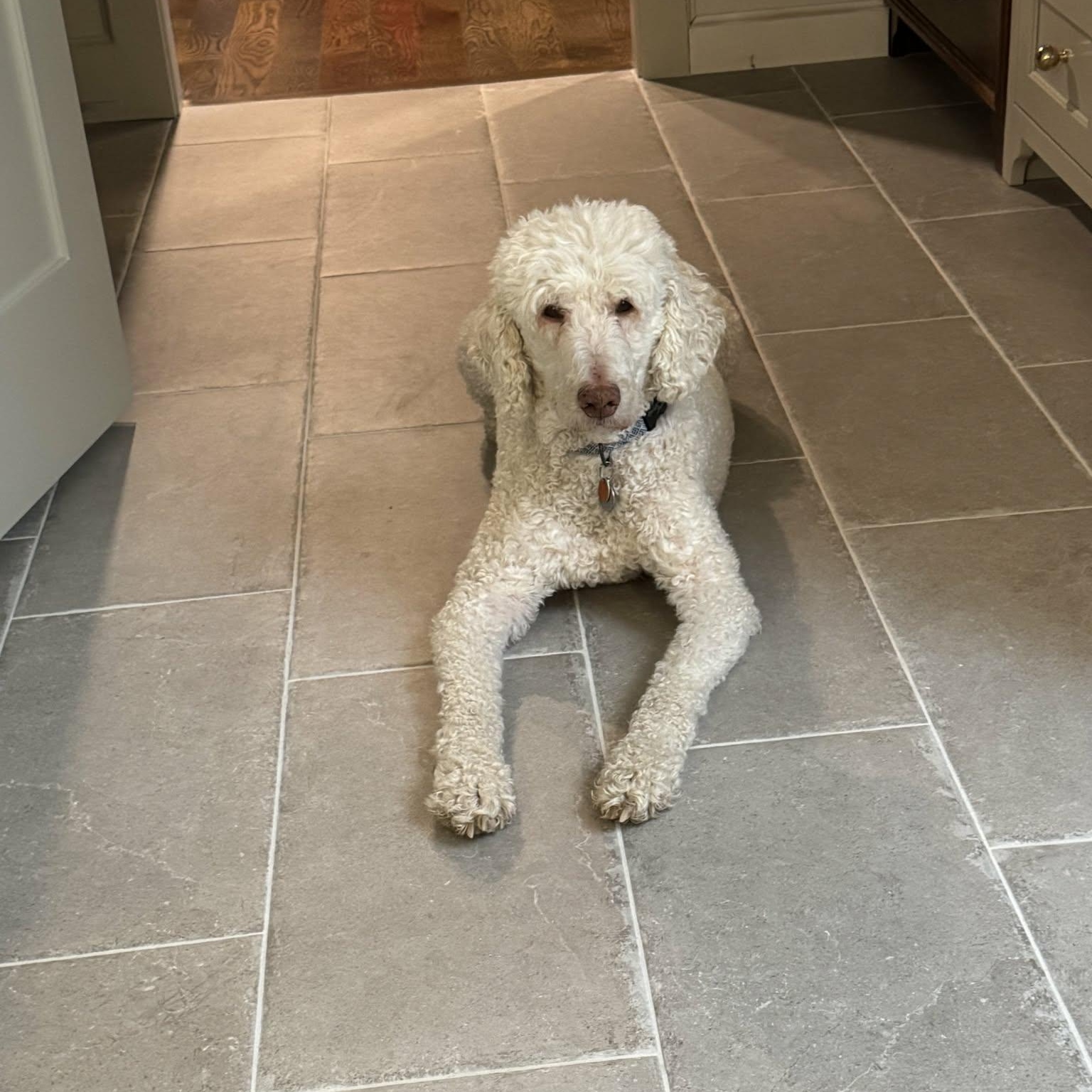Dayton, a ADOPTABLE Goldendoodle in Lancaster, KY image 3/6