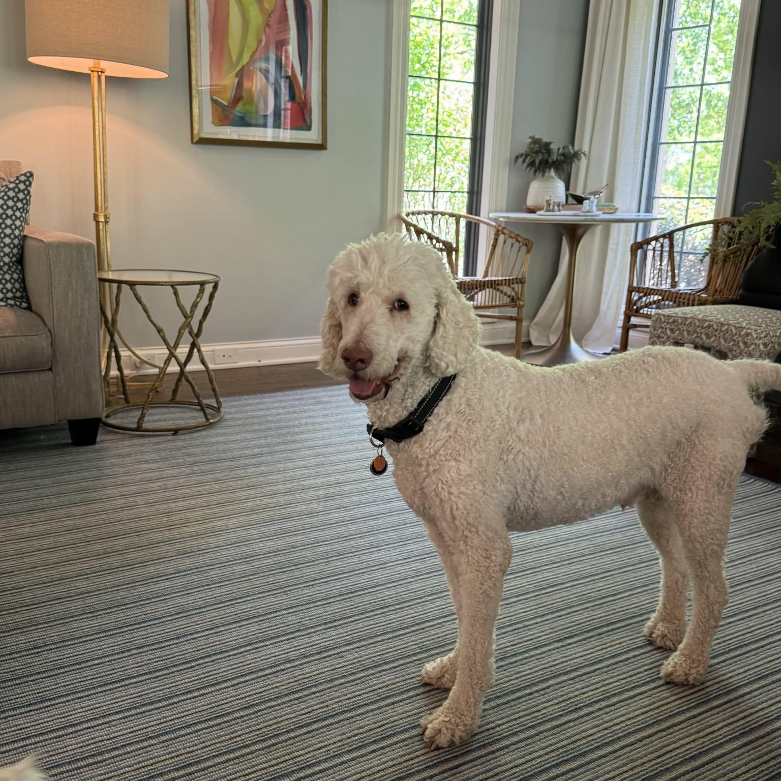 Dayton, a ADOPTABLE Goldendoodle in Lancaster, KY image 6/6