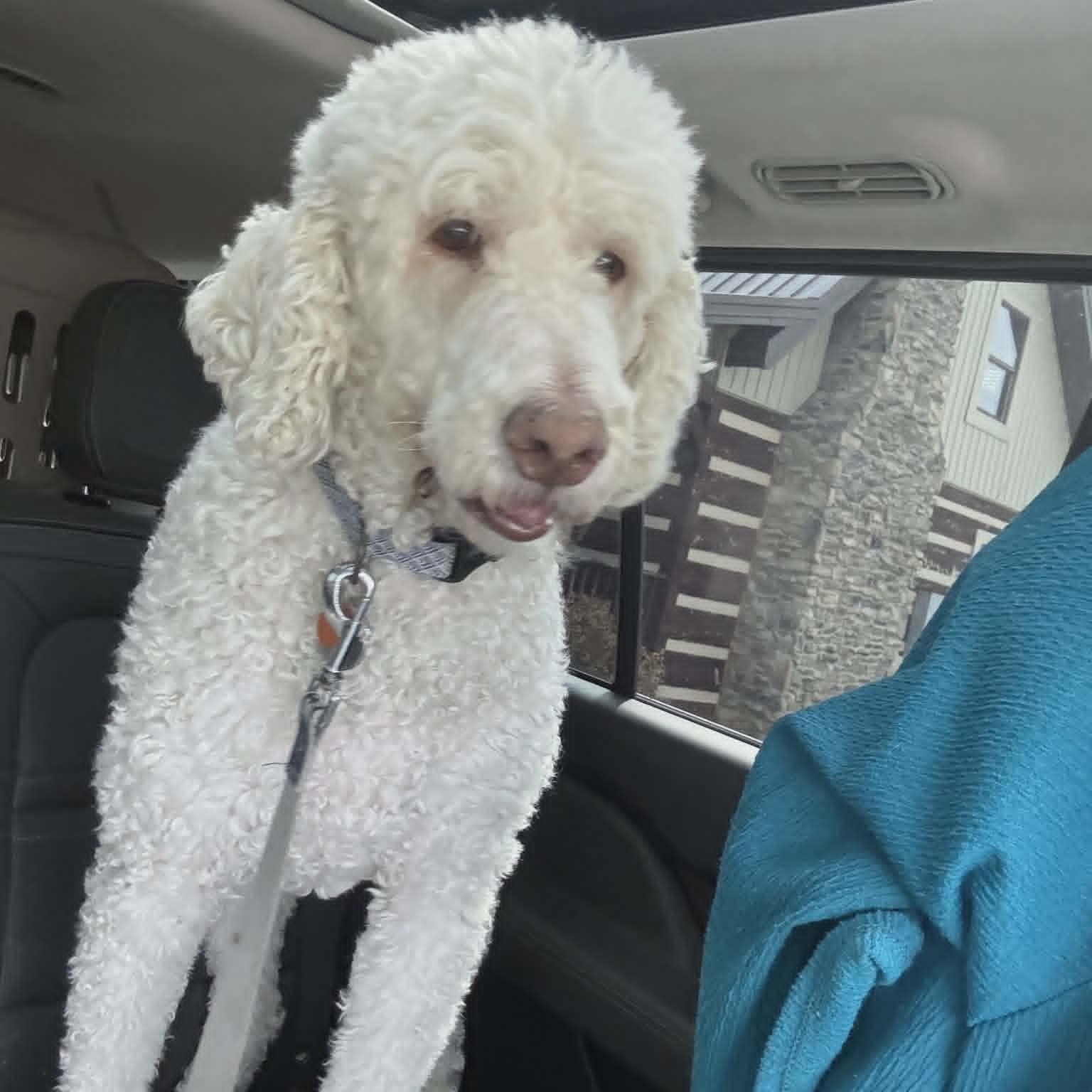 Dayton, a ADOPTABLE Goldendoodle in Lancaster, KY image 2/6