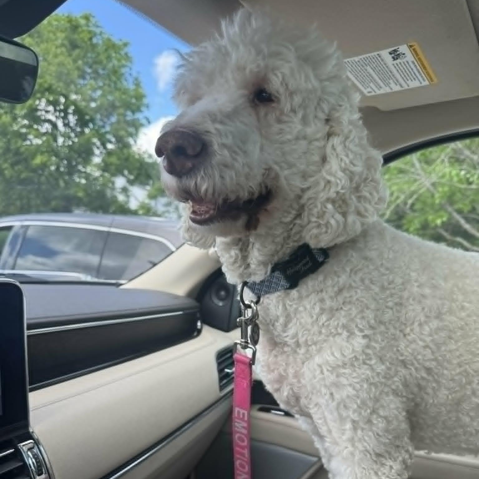 Dayton, a ADOPTABLE Goldendoodle in Lancaster, KY image 4/6