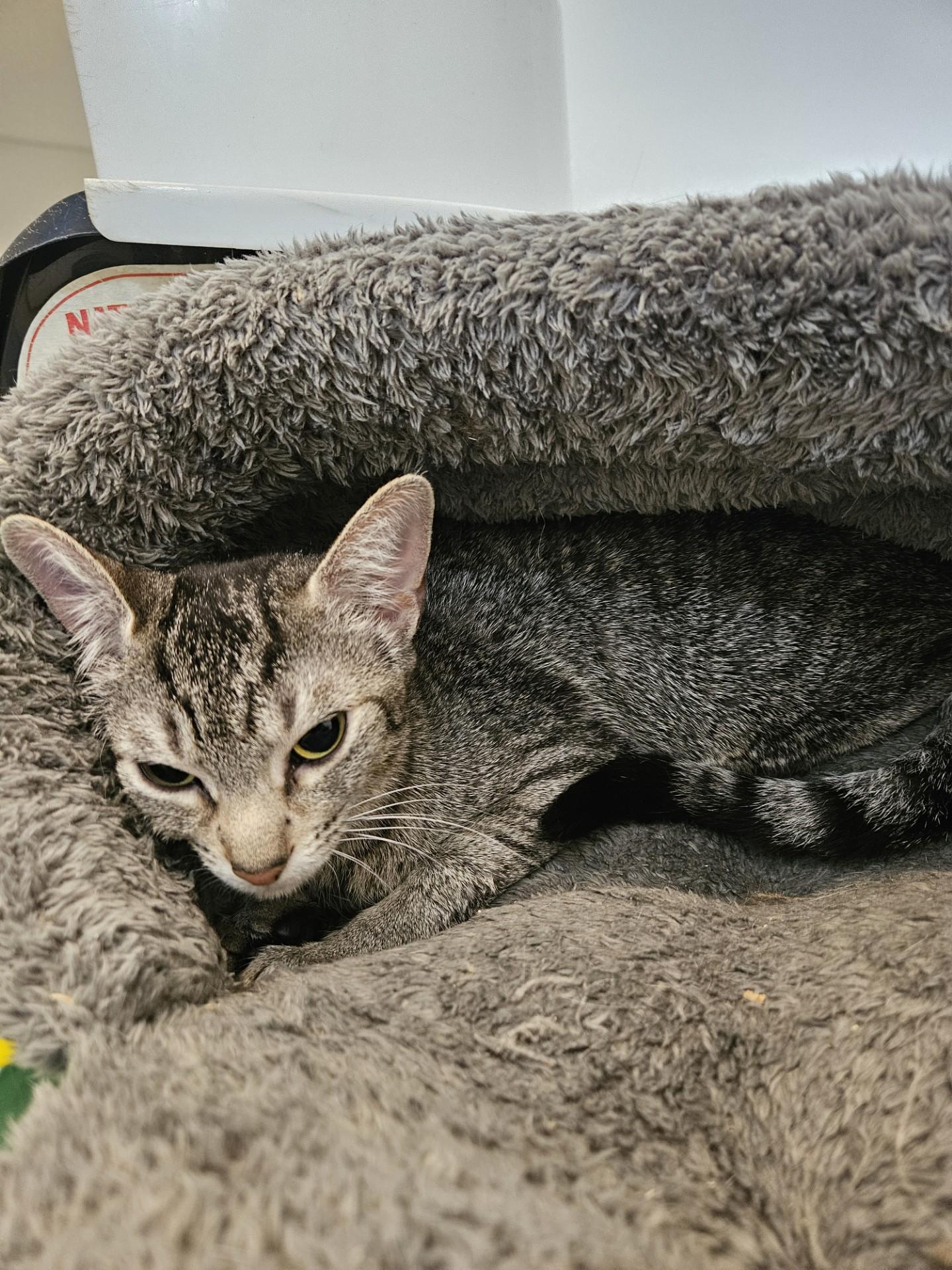 Valve, ADOPTABLE, Adult Female Domestic Short Hair.