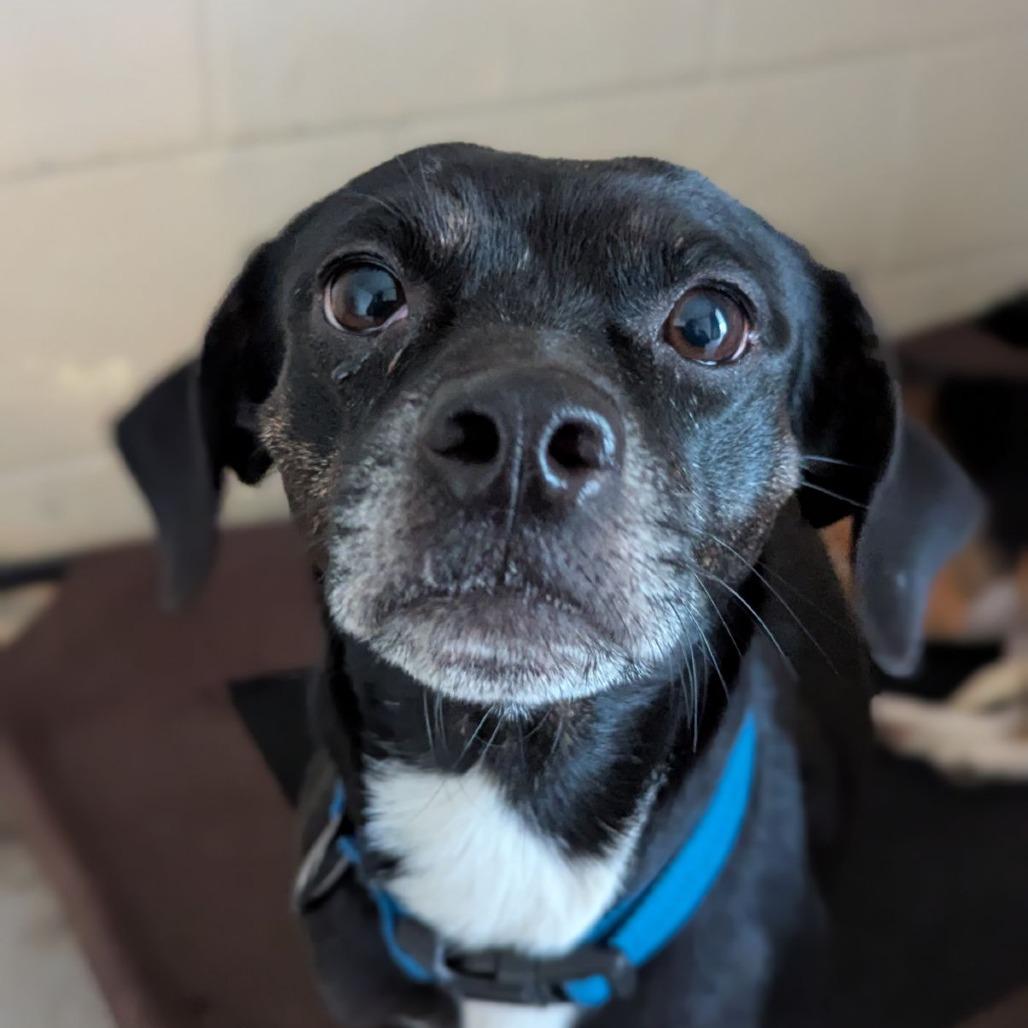 Countess Amelia Orchidblossom thumbnail 2