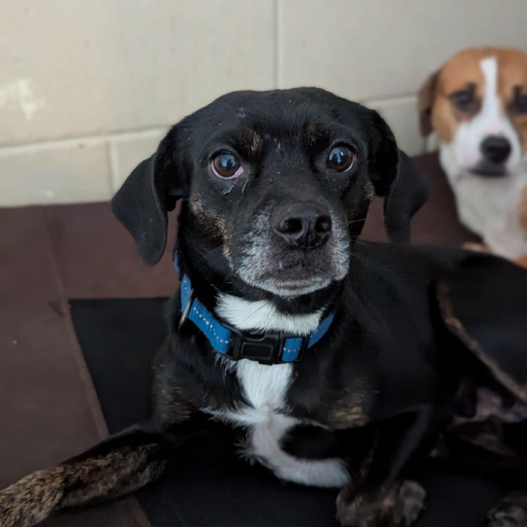 Countess Amelia Orchidblossom thumbnail 3