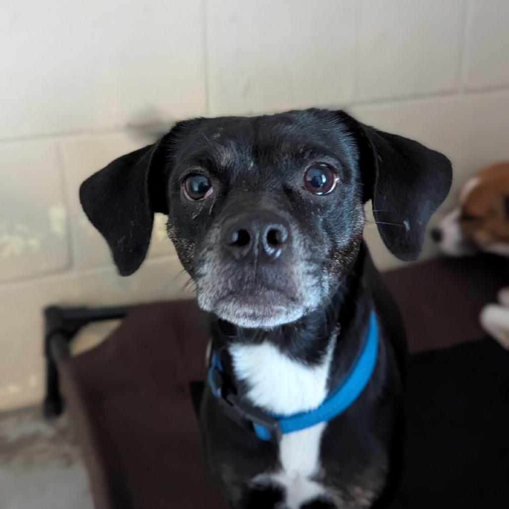 Countess Amelia Orchidblossom thumbnail 4