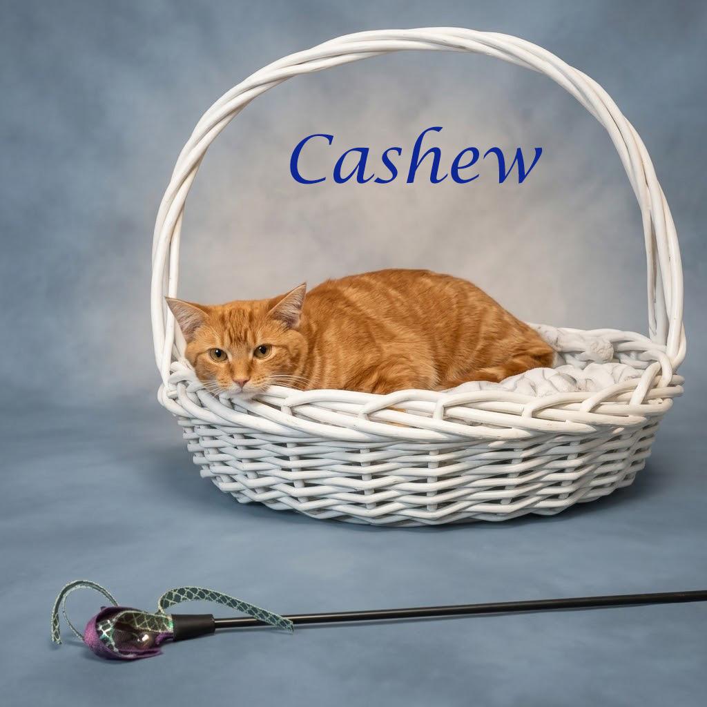 Enlarge Cashew C26-198, a Adoptable Domestic Short Hair in Lebanon, TN image 1/6