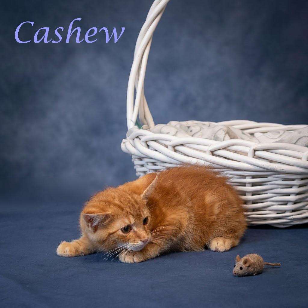 Enlarge Cashew C26-198, a Adoptable Domestic Short Hair in Lebanon, TN image 2/6