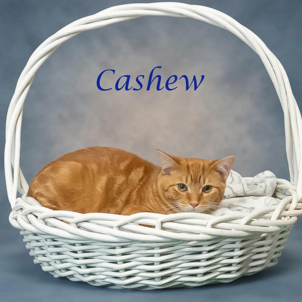 Enlarge Cashew C26-198, a Adoptable Domestic Short Hair in Lebanon, TN image 3/6