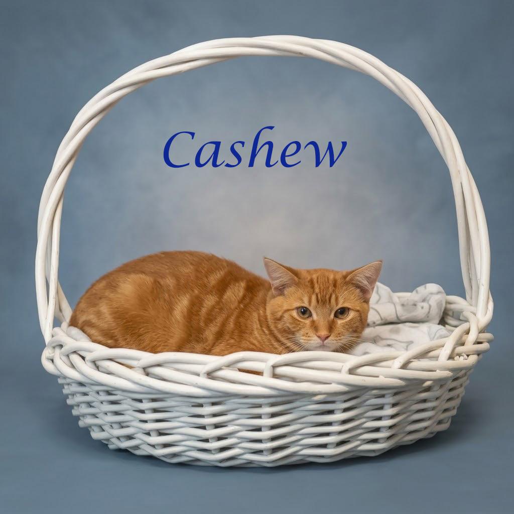 Enlarge Cashew C26-198, a Adoptable Domestic Short Hair in Lebanon, TN image 4/6