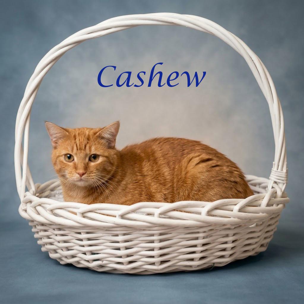 Enlarge Cashew C26-198, a Adoptable Domestic Short Hair in Lebanon, TN image 5/6