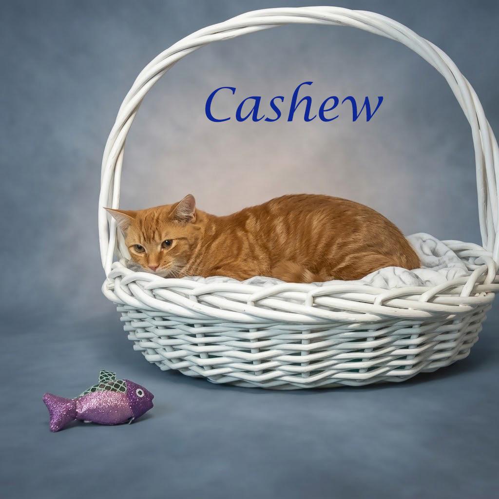 Enlarge Cashew C26-198, a Adoptable Domestic Short Hair in Lebanon, TN image 6/6
