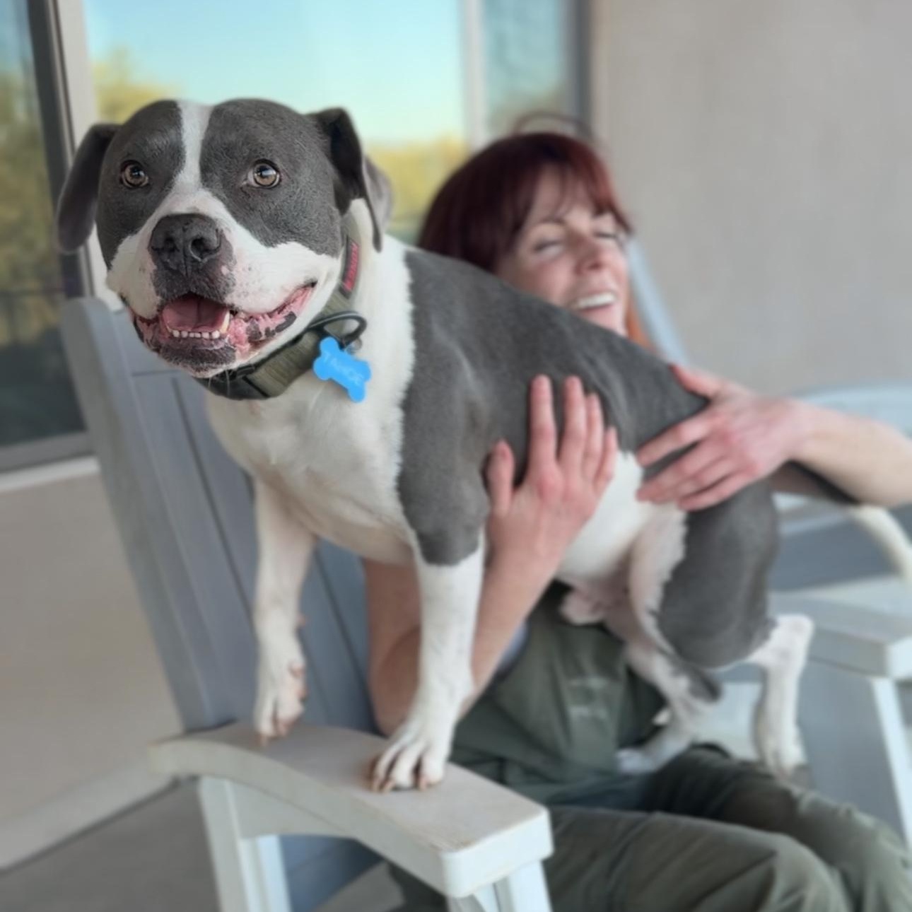 Enlarge Utah, a ADOPTABLE American Staffordshire Terrier in Goodyear, AZ image 2/4