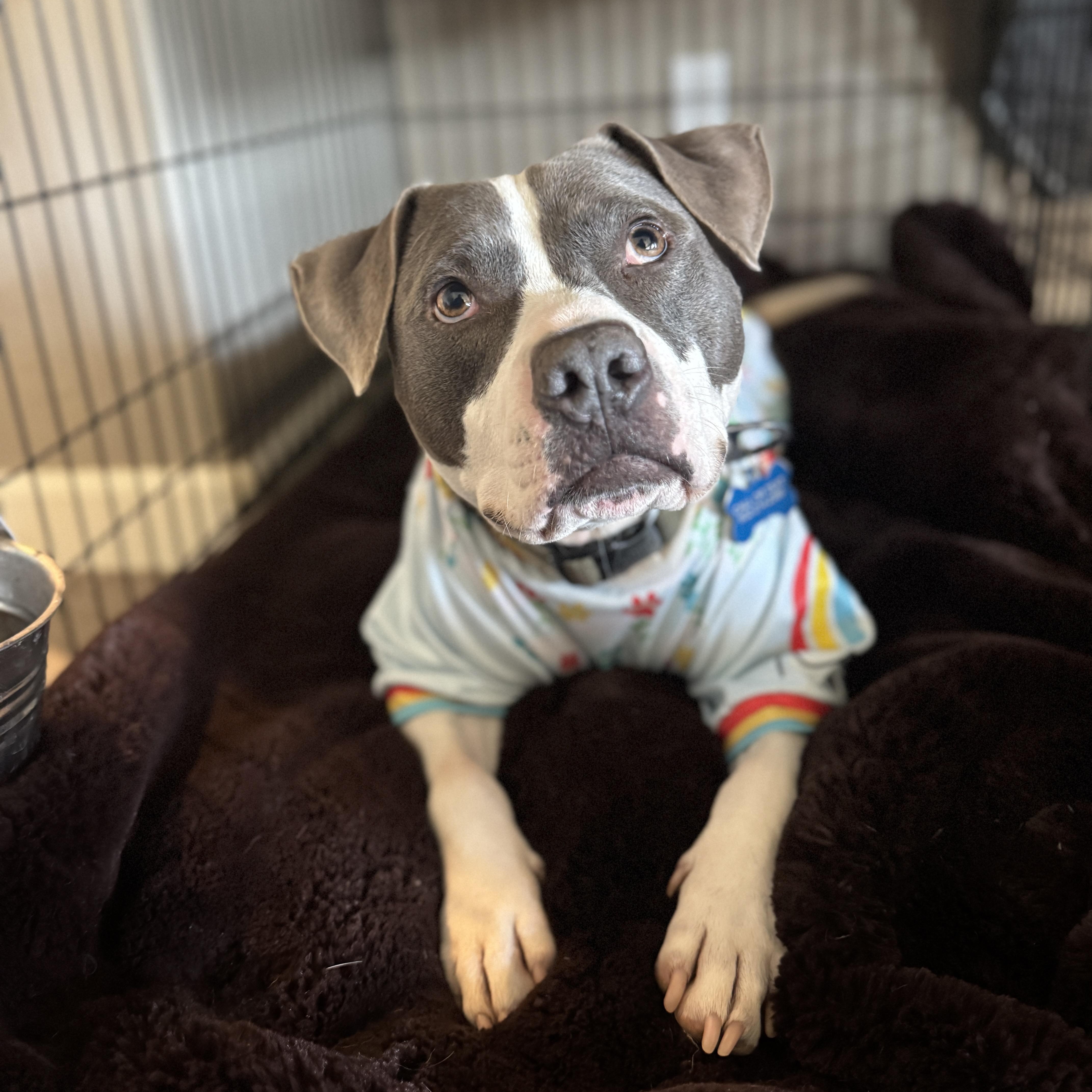 Enlarge Utah, a ADOPTABLE American Staffordshire Terrier in Goodyear, AZ image 3/4