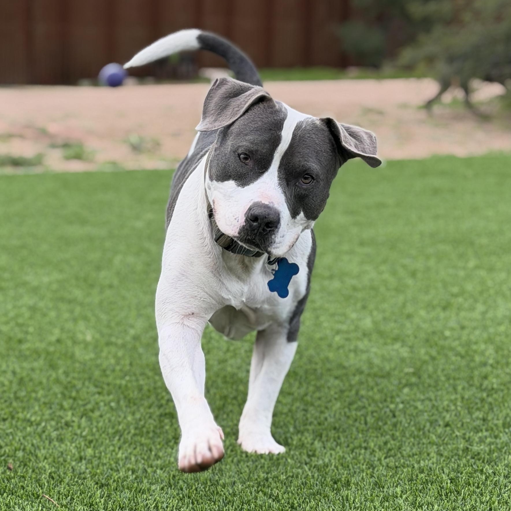 Enlarge Utah, a ADOPTABLE American Staffordshire Terrier in Goodyear, AZ image 4/4