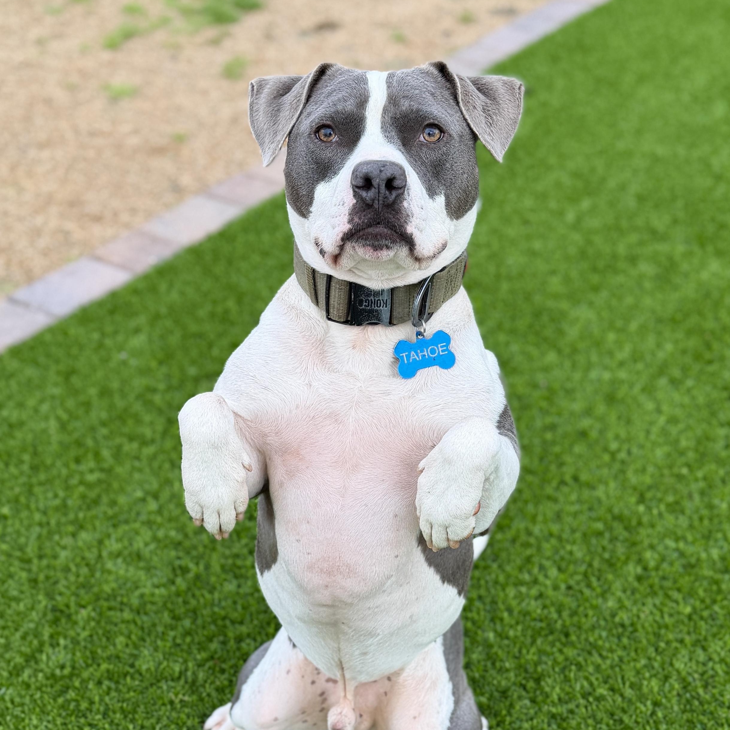 Enlarge Utah, a ADOPTABLE American Staffordshire Terrier in Goodyear, AZ image 1/4