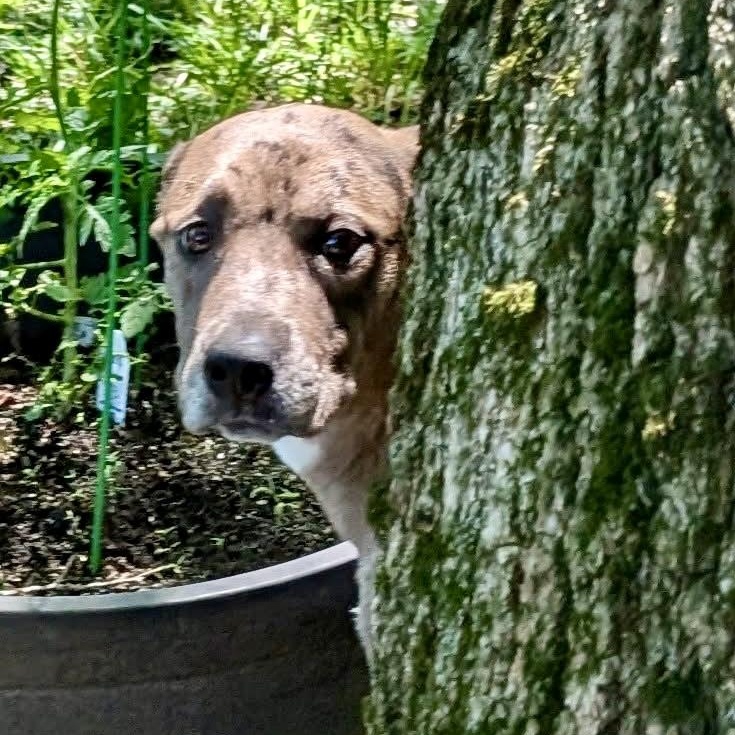 Cassie , ADOPTABLE, Young Female Catahoula Leopard Dog.
