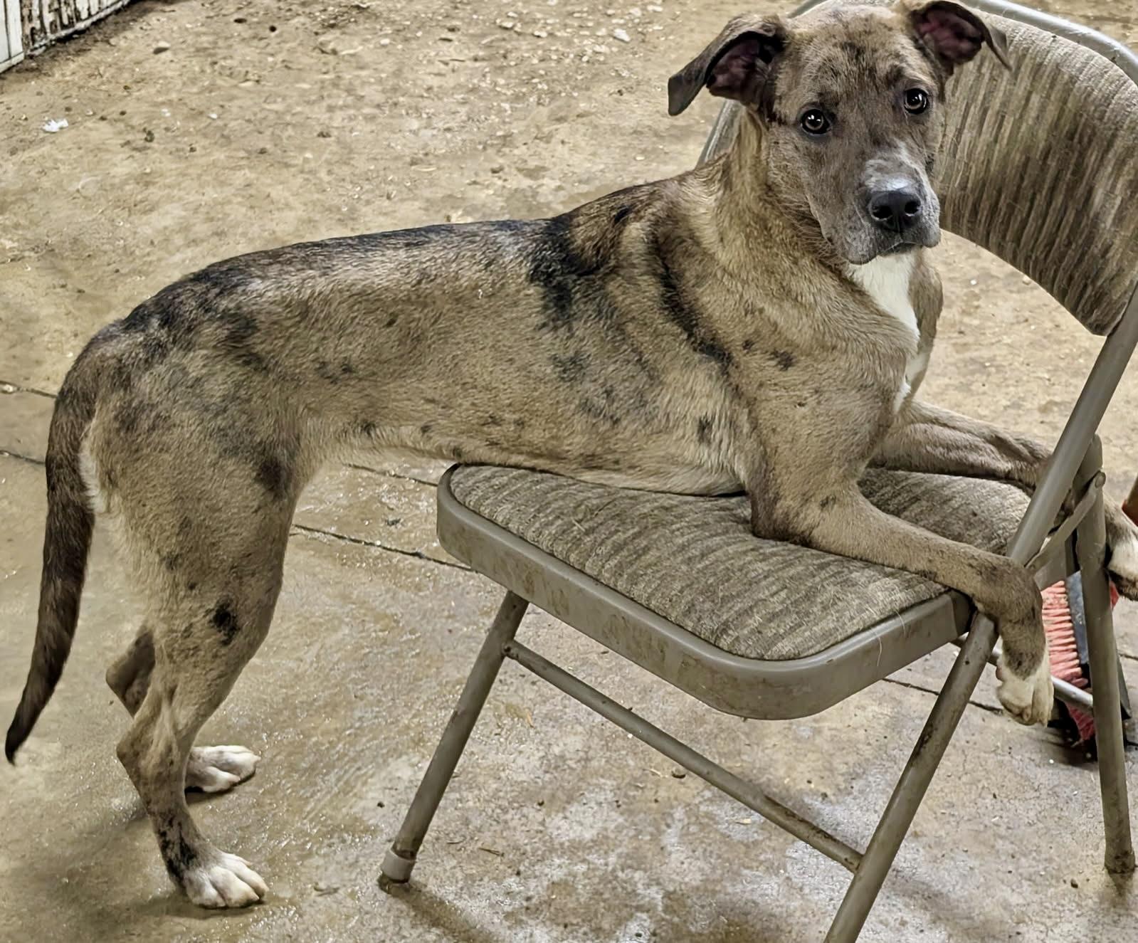 Cassie , a ADOPTABLE mixed breed in Barrington Hills, IL image 4/4