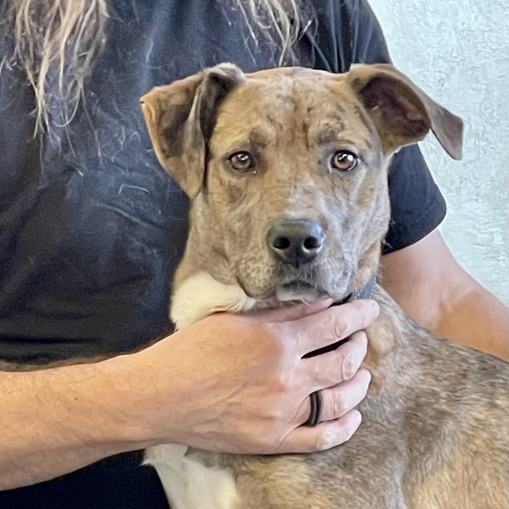Cassie , ADOPTABLE, Young Female Catahoula Leopard Dog.