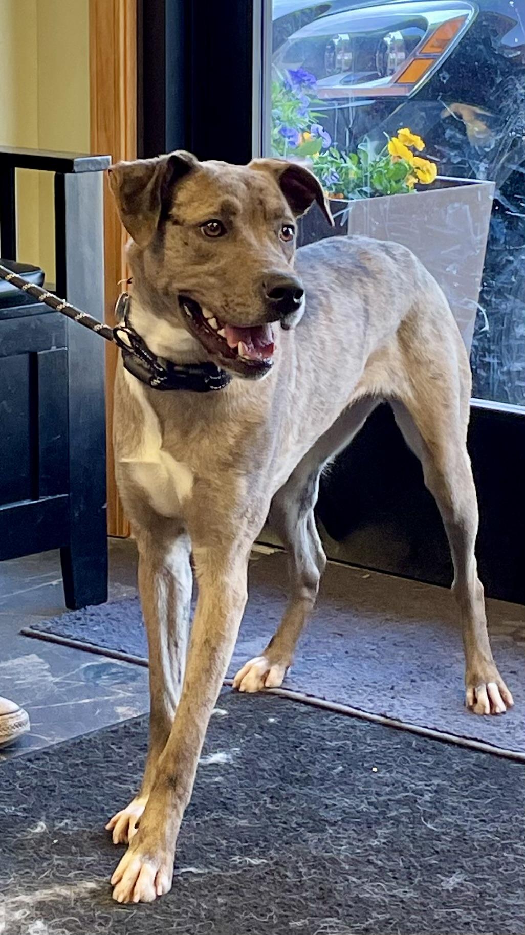 Enlarge Cassie , a ADOPTABLE mixed breed in Barrington Hills, IL image 2/4
