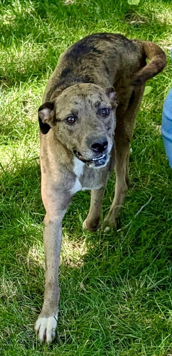 Cassie , a ADOPTABLE mixed breed in Barrington Hills, IL image 3/4