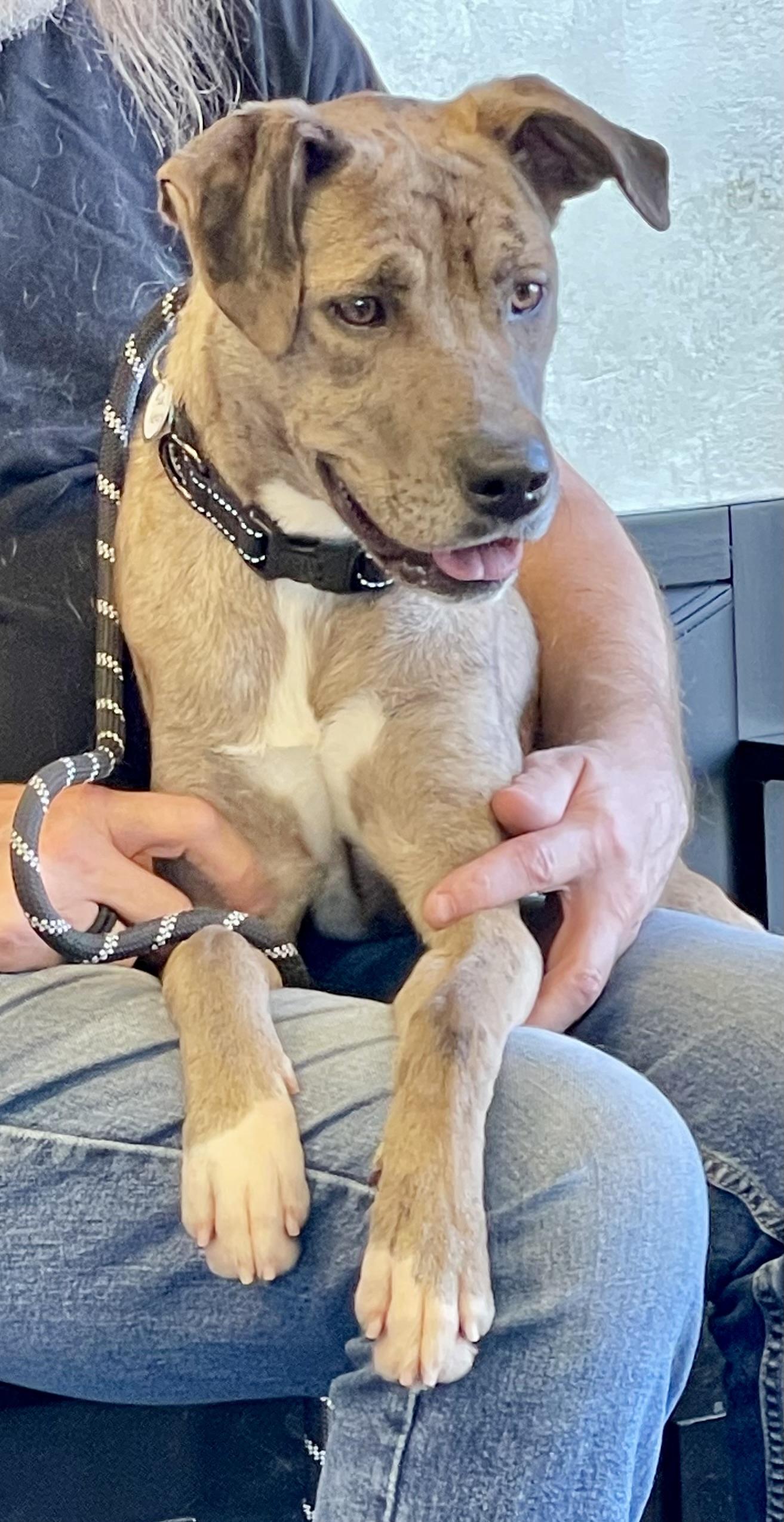 Enlarge Cassie , a ADOPTABLE mixed breed in Barrington Hills, IL image 4/4