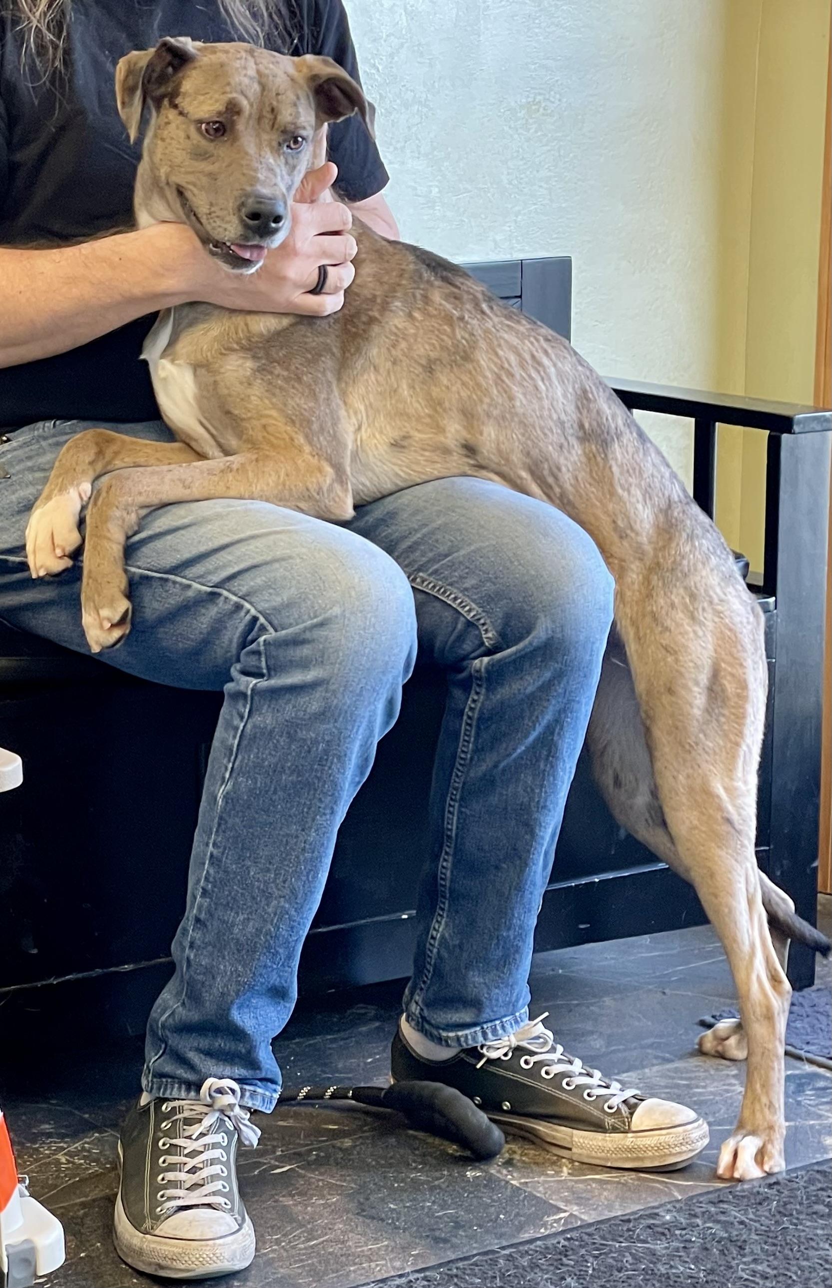 Enlarge Cassie , a ADOPTABLE mixed breed in Barrington Hills, IL image 3/4