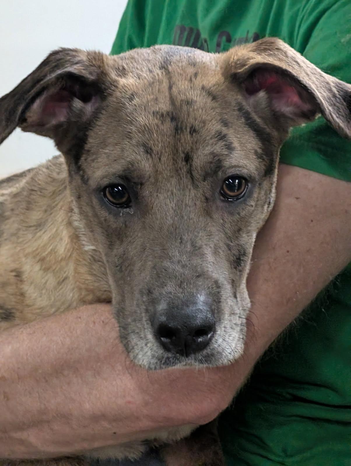 Enlarge Cassie , a ADOPTABLE mixed breed in Barrington Hills, IL image 1/5