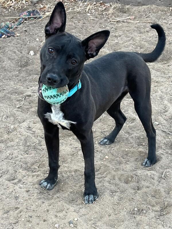 Foxy, Adoptable, Young Female Chihuahua & Dachshund.