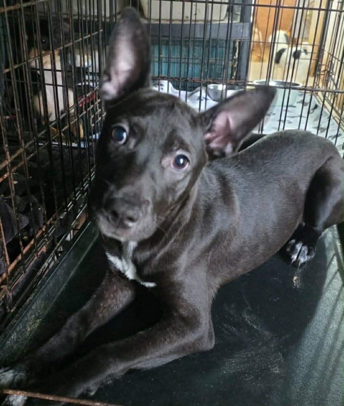 Enlarge Foxy, a Adoptable mixed breed in Windsor, CO image 2/2