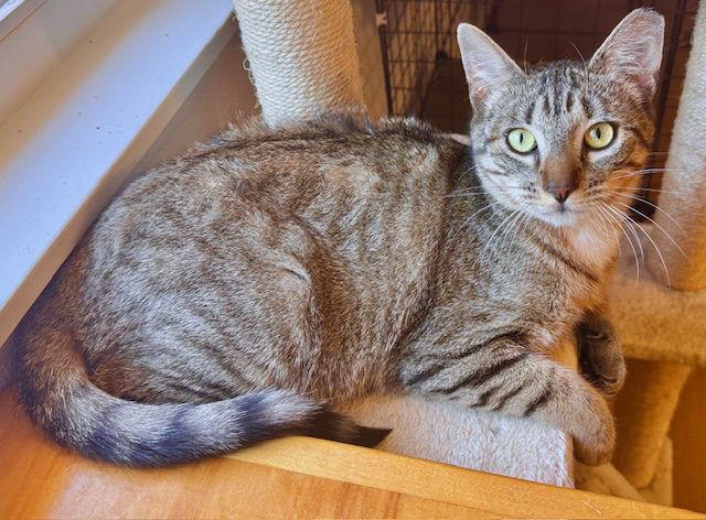 Amira, a Adoptable mixed breed in San Luis Obispo, CA image 1/2