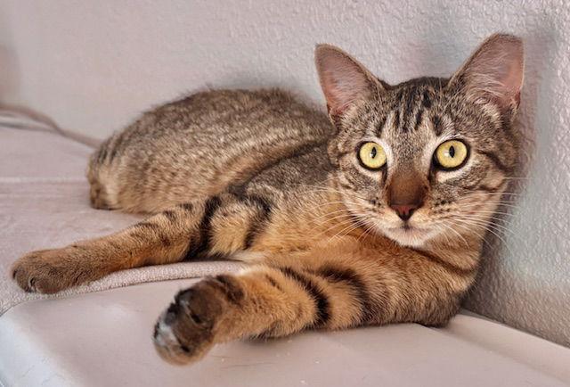 Amira, a Adoptable mixed breed in San Luis Obispo, CA image 2/2