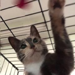 Twix, a Adoptable Domestic Short Hair in Mount Pleasant, PA image 1/2