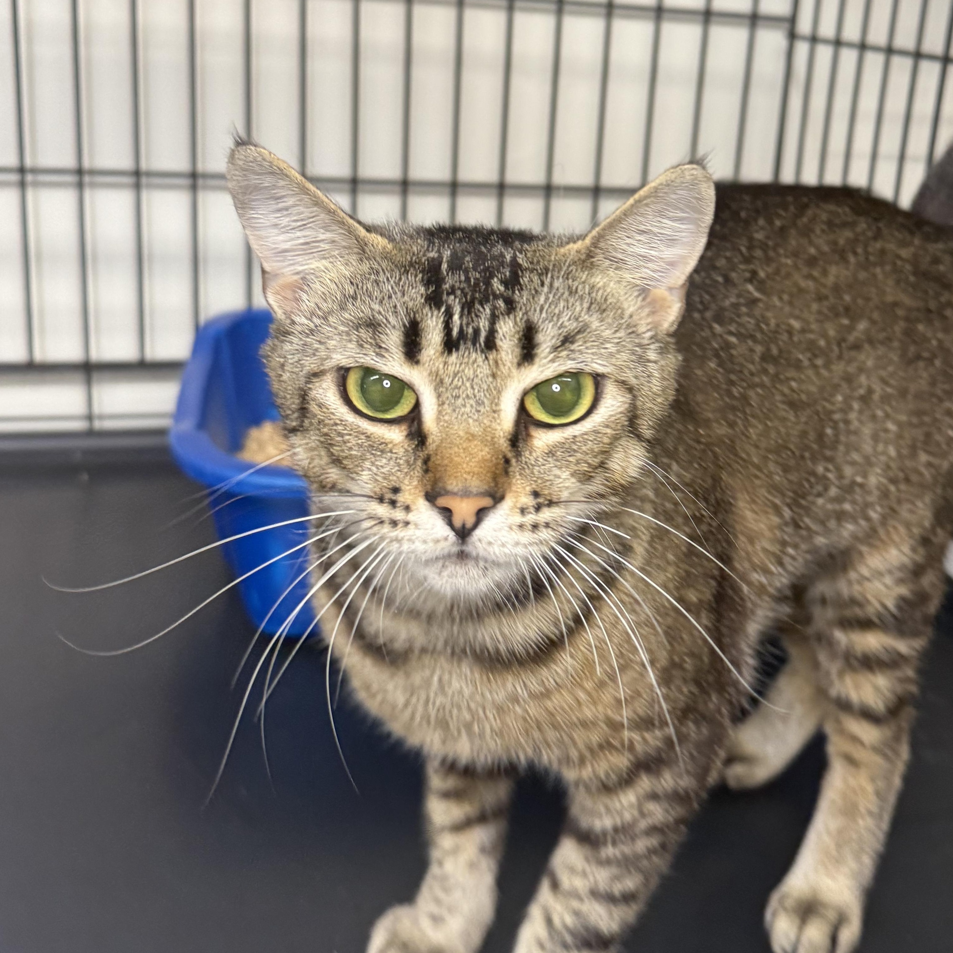 Madeline, adopted, Young Female Domestic Short Hair.