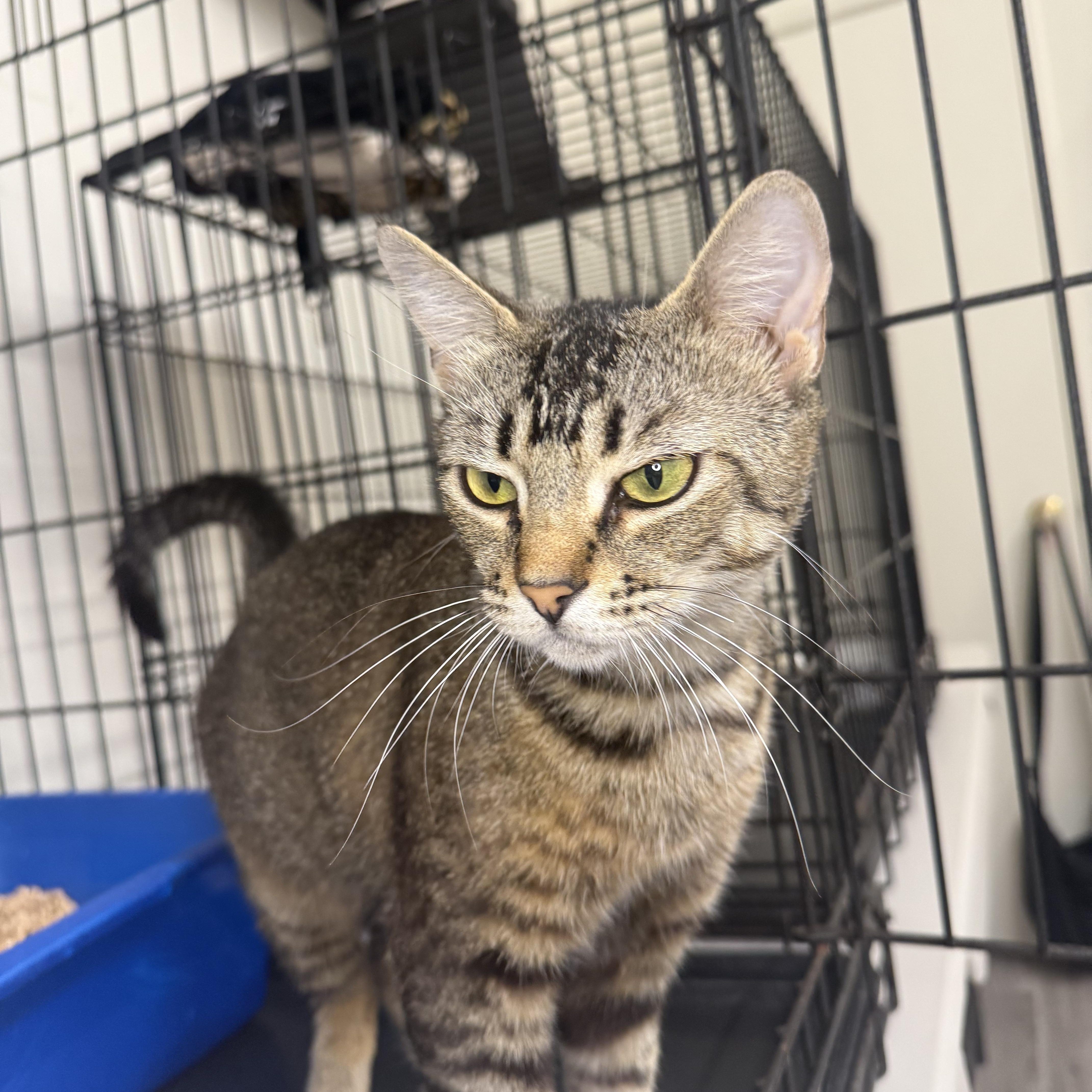 Enlarge Madeline, an adopted Domestic Short Hair in Santa Monica, CA image 3/3